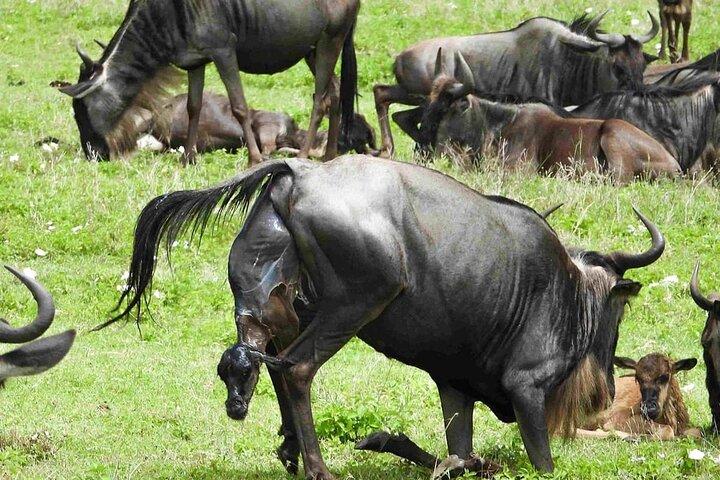 10 Day Calving season Safari Circle of life