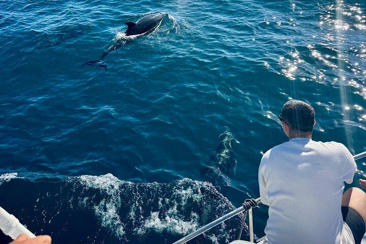 Dolphin Watching in Benalmadena