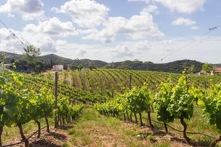 Albufeira Wine Tour: 2 Vineyards, 6 Tastings & Historic Silves