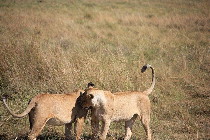 5Days Magical Wildlife Adventure