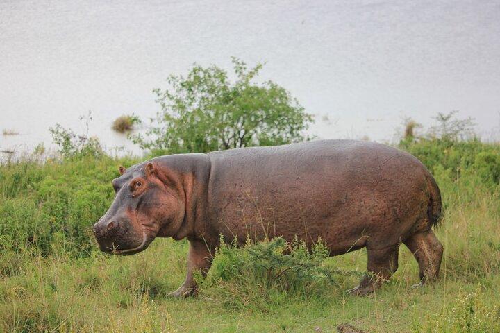 5Days Magical Wildlife Adventure