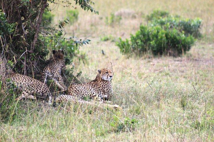 Three Days Maasai Mara Private Budget Safari