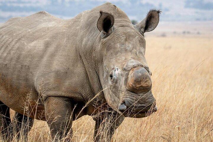 Private Nairobi National Park Wildlife Day Safari
