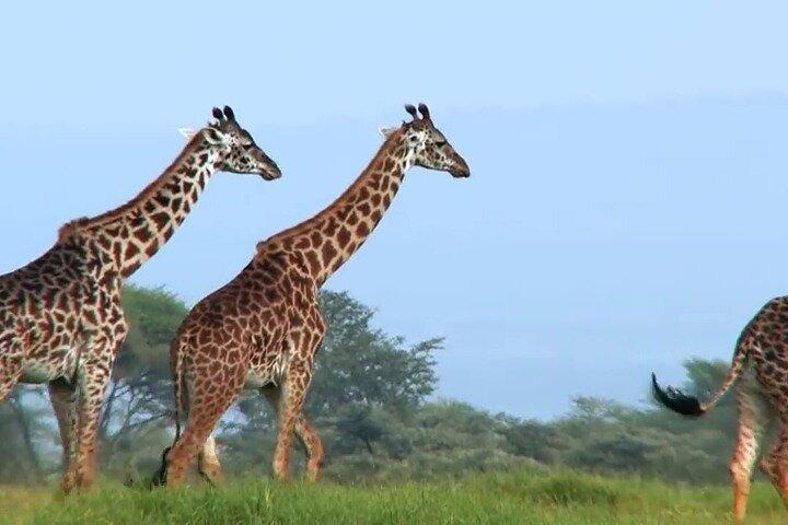5 Days Private Northern Tanzania Safari from Arusha