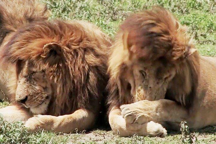 3 Days Masai Mara Game Reserve
