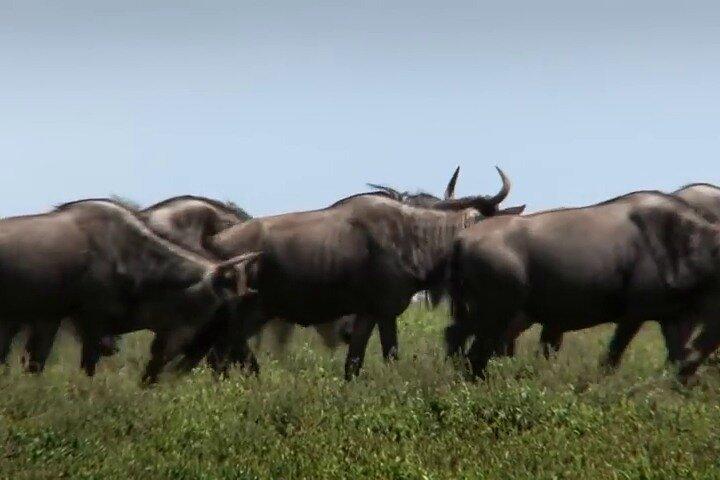 6 Days Private Tour of Nairobi