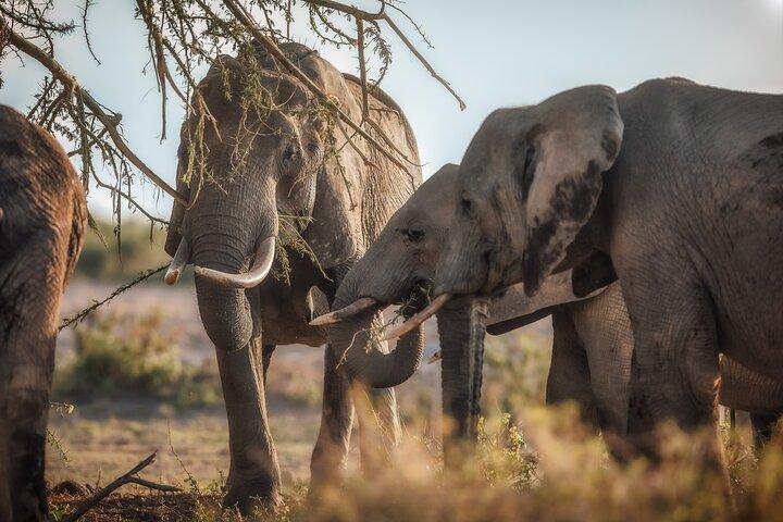 2-Day Private Maasai Mara Safari