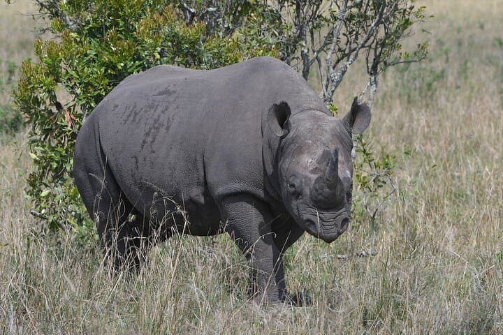 Half Day in Nairobi National Park and Elephant Orphanage