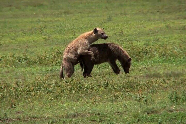3 Days Masai Mara Game Reserve
