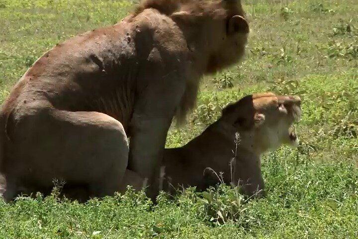 3 Days Masai Mara Game Reserve