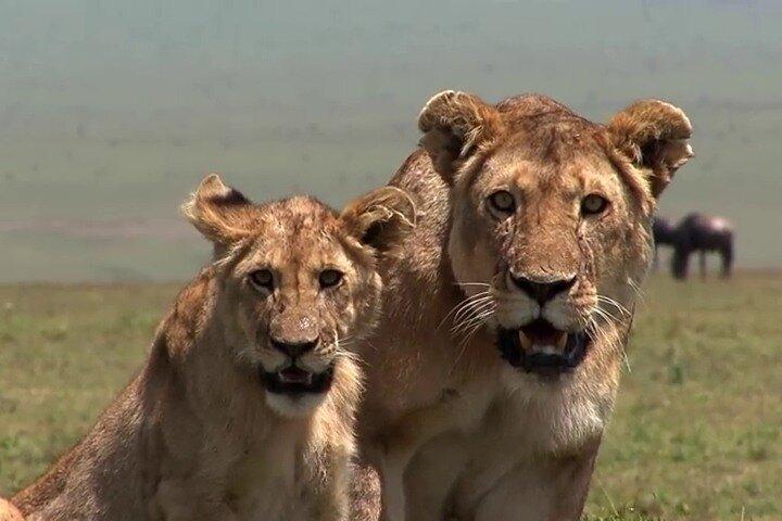 3 Days Masai Mara Game Reserve