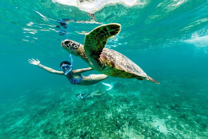 Swim with Turtles and Dugong Snorkeling at Marsa Mubarak Bay