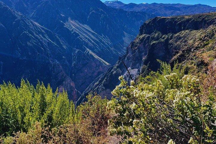 From Arequipa Full Day Tour to Colca Canyon