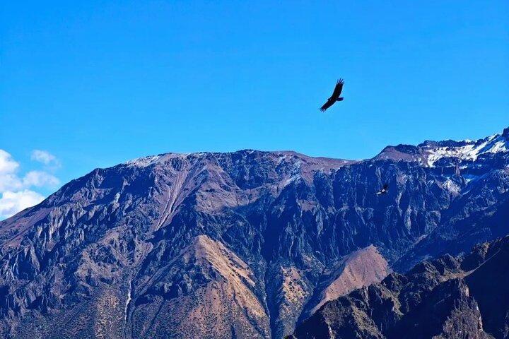 From Arequipa Full Day Tour to Colca Canyon
