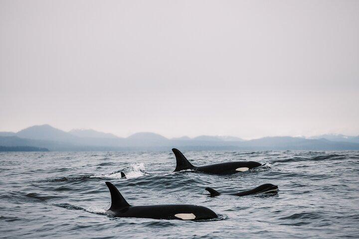Sitka’s Best Local Whale Watching & Marine Wildlife Tour