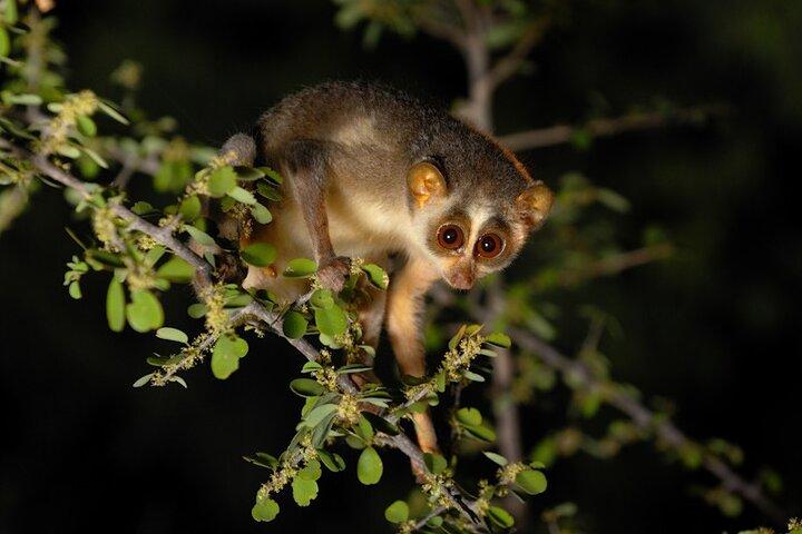 Night safari to wild see the night animals around sigiriya