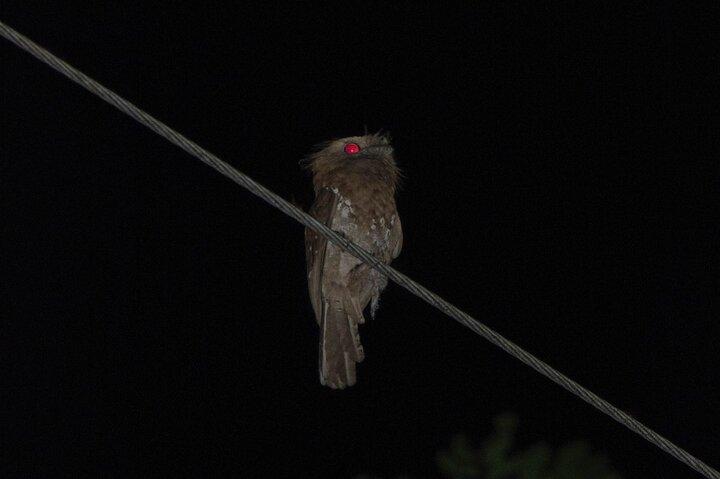 Night safari to wild see the night animals around sigiriya