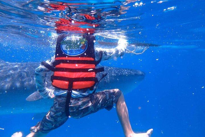 Oslob Whale Shark and Sumilon Island Snorkeling Tour with Lunch