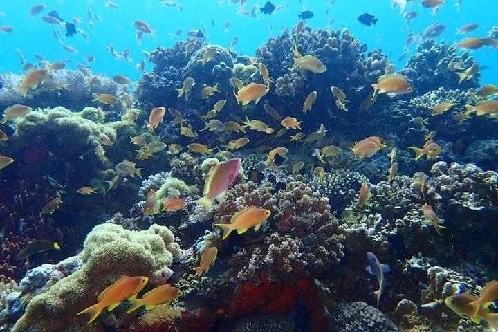 Beginner Scuba Diving in Moalboal | Safe & Easy Experience