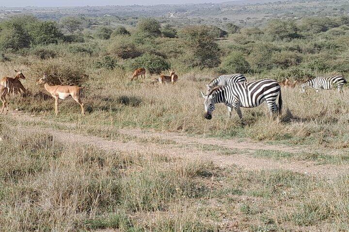 Half Day Nairobi National Park Tour with Options