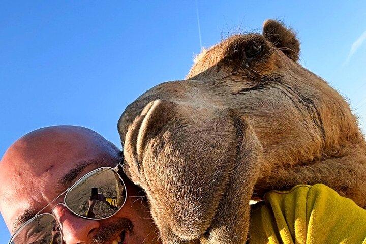 Half Day licensed Tours in Kuwait City & Desert PickUp & DropOff