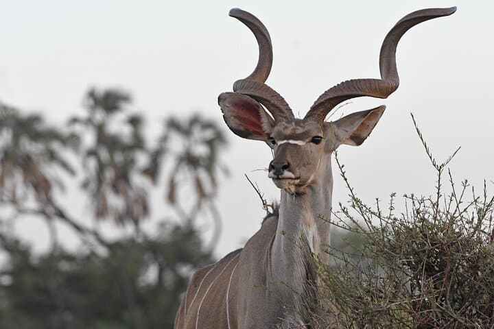 3 Days Samburu National Reserve Safari