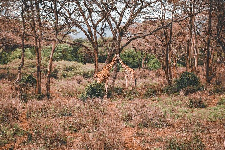 6 Days Best of Kenya Safari