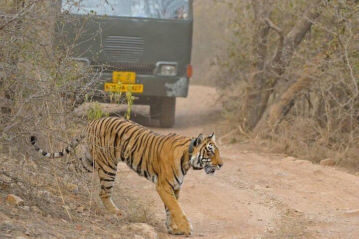 Day Trip from Jaipur to Ranthambore with Tiger Safari