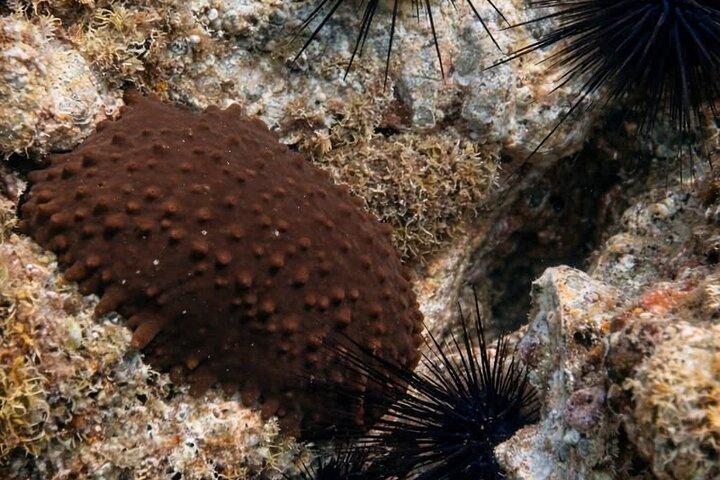 Award-Winning Turtle Island Snorkeling Tour,Marine Life & Views.