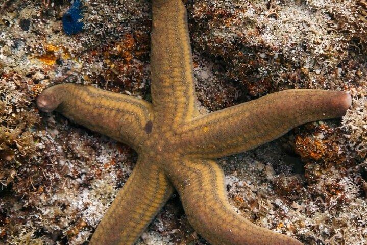 Award-Winning Turtle Island Snorkeling Tour,Marine Life & Views.
