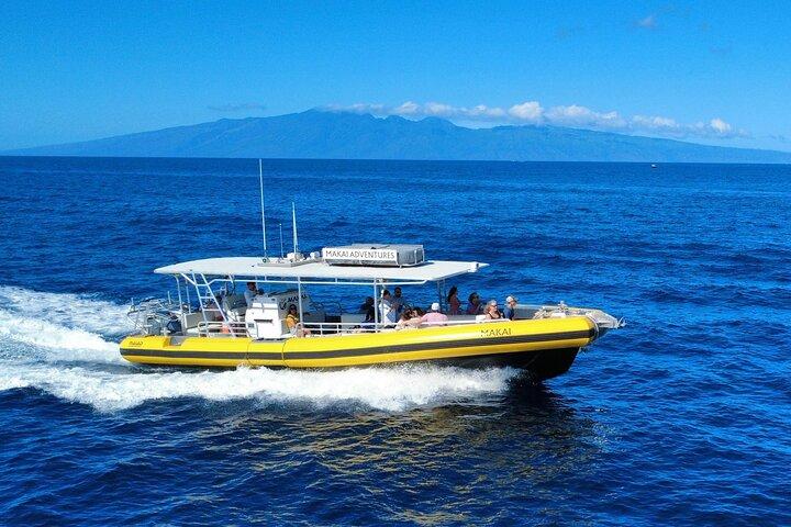 WHALES GUARANTEED Maui Whale Watching Makai Adventures