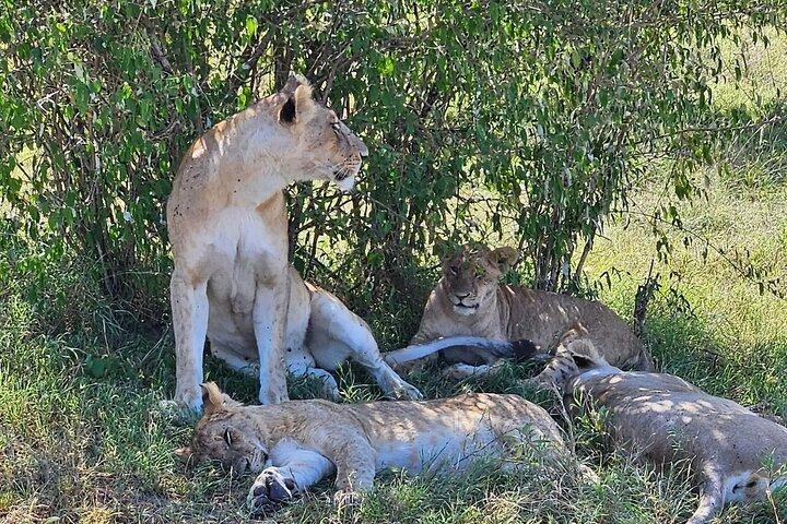 Lake Nakuru National park & Lake Naivasha Day tour from Nairobi