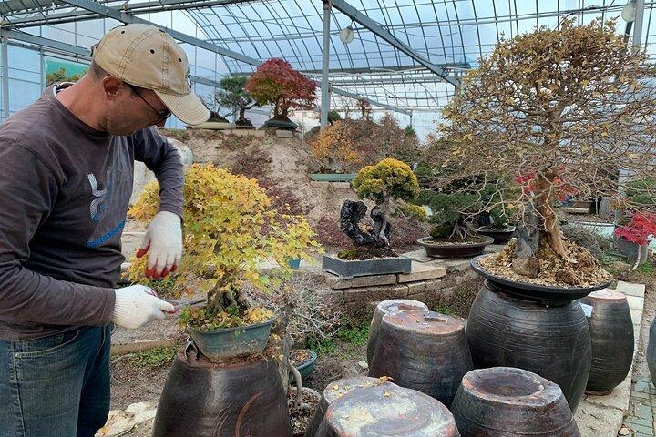 Korean Bonsai Experience in a Tranquil Seoul Garden