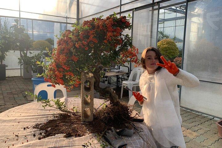 Korean Bonsai Experience in a Tranquil Seoul Garden