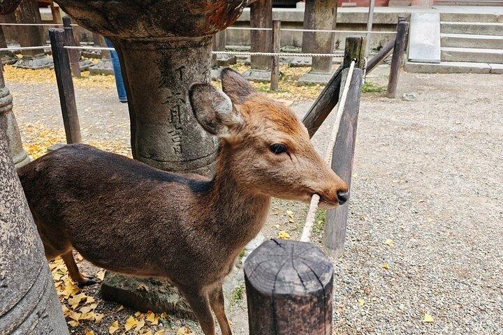 Kyoto and Nara Day Tour Fushimi Inari Kiyomizu dera Nara Park