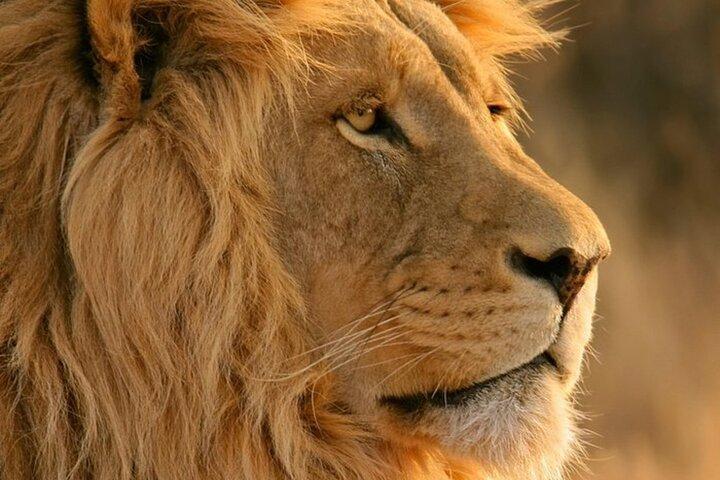 Aquila Big Five Safari and Wine Tasting Full Day Private Tour
