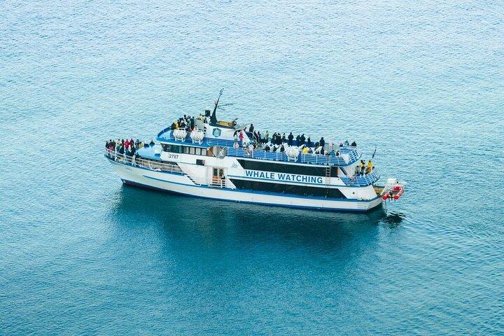 Reykjavik Shore Excursion: Whale-Watching Cruise