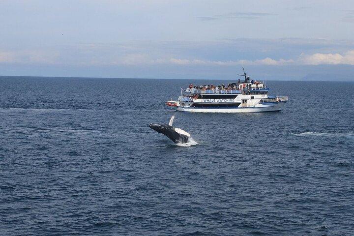 Reykjavik Shore Excursion: Whale-Watching Cruise