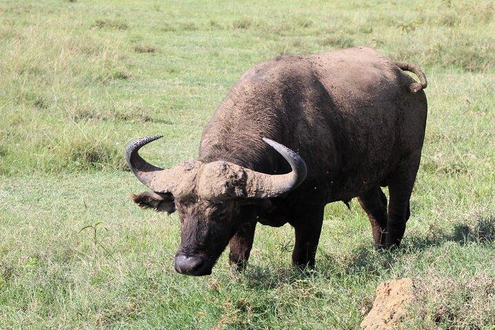 Three Days Maasai Mara Private Budget Safari