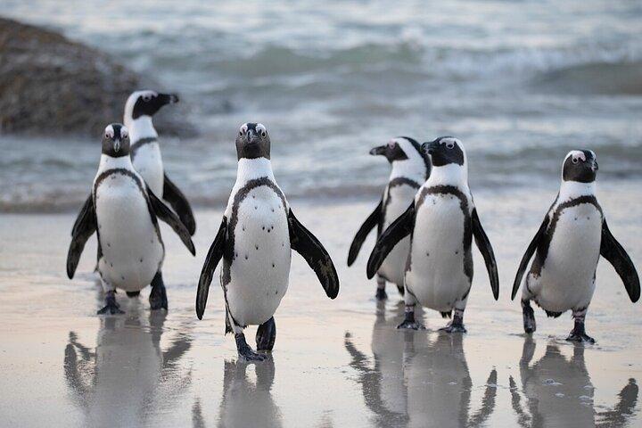 Cape Town Private Group Tour to Cape of Good Hope and Boulders Penguins Colony