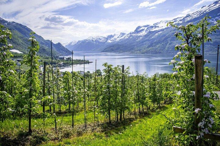 Bergen: Hardangerfjord, Waterfalls, Culture & Apple pie
