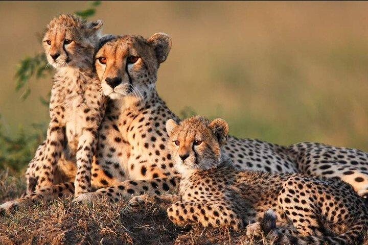 12 Days Best Of Tanzania Safari and Zanzibar Beach Tour