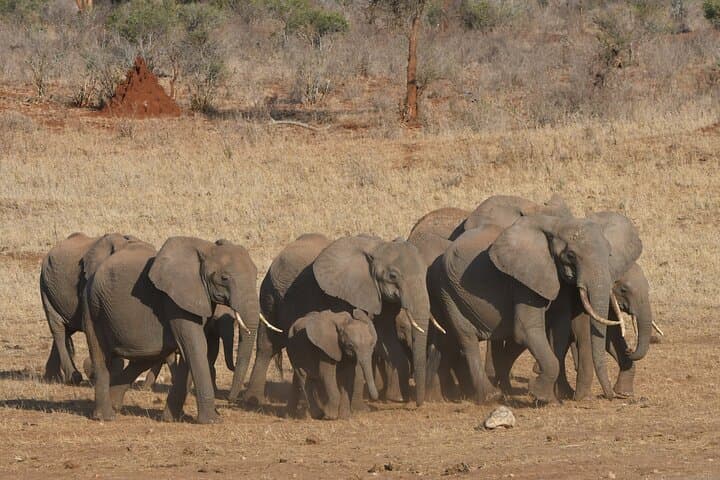 10 Day Safari plus Diani Beach