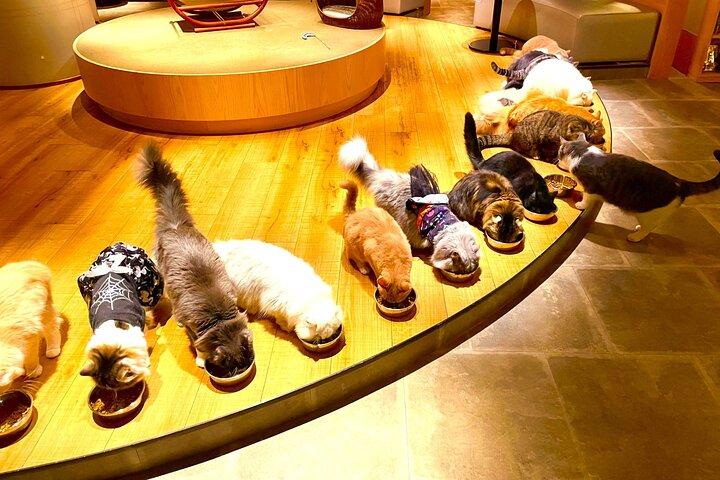 Tokyo Shinjuku Giant 3D, Cat Cafe & Yanaka Cat Town for Cat Lover