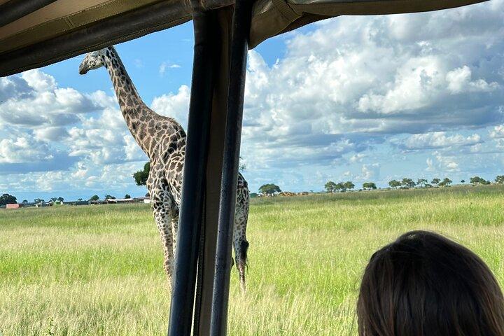 1 Day Fly In Safari to Mikumi National Park from Zanzibar