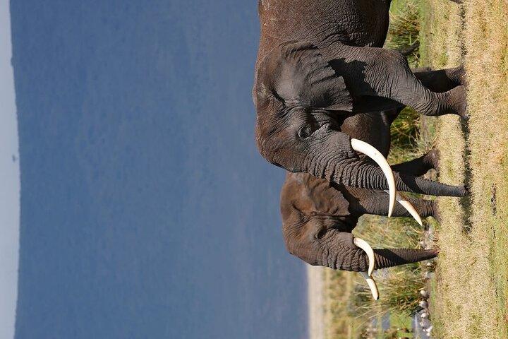 1 Day Fly In Safari to Mikumi National Park from Zanzibar