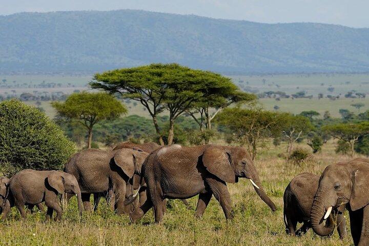 1 Day Fly In Safari to Mikumi National Park from Zanzibar