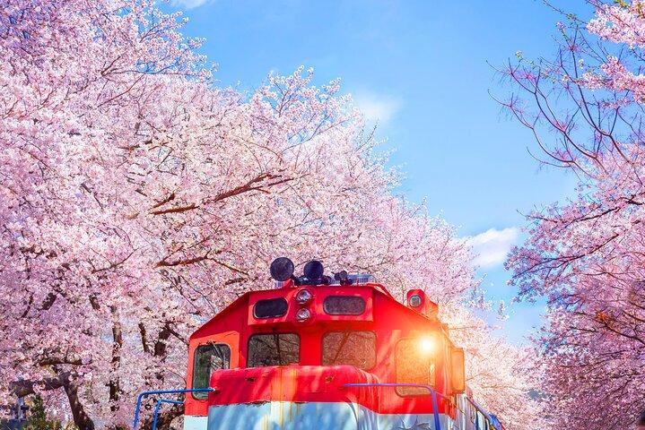 Seoul to Jinhae Cherry Blossom Festival (With Busan Drop-off)