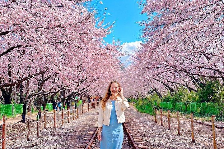 Seoul to Jinhae Cherry Blossom Festival (With Busan Drop-off)