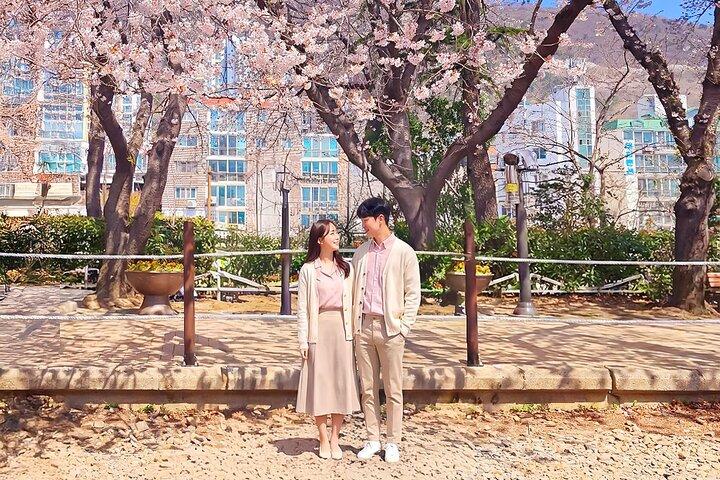 Seoul to Jinhae Cherry Blossom Festival (With Busan Drop-off)